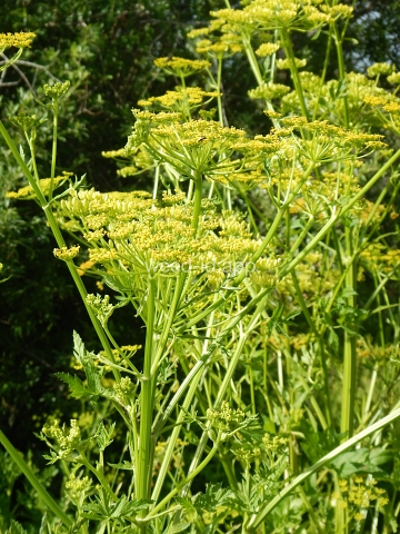 parsnip, wild